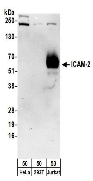Anti-ICAM-2