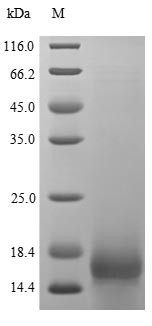 Proheparin-binding EGF-like growth factor (HBEGF), partial, human, recombinant