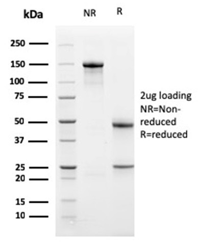 Anti-PD-L1 / PDCD1LG1 / CD274 / B7-H1 (Cancer Immunotherapy Target)(PDL1/2741), CF568 conjugate, 0.1