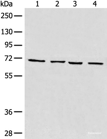 Anti-MAPK4