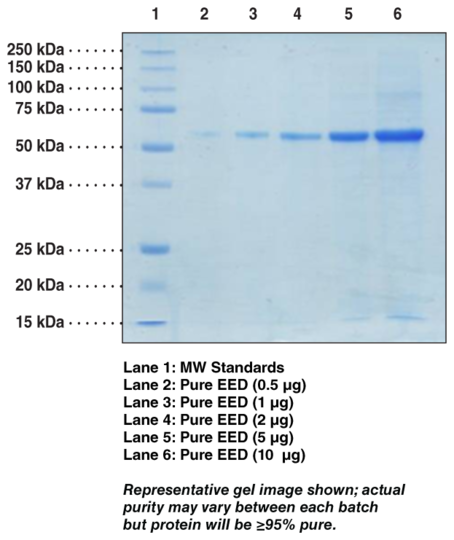 EED (human recombinant)