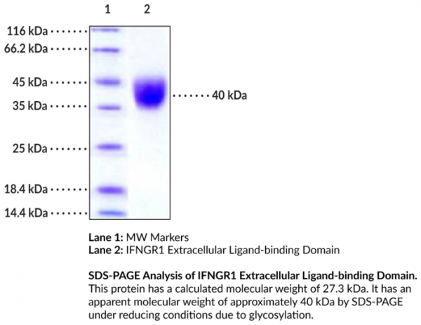 IFNGR1 Extracellular Ligand-binding Domain (human, recombinant)