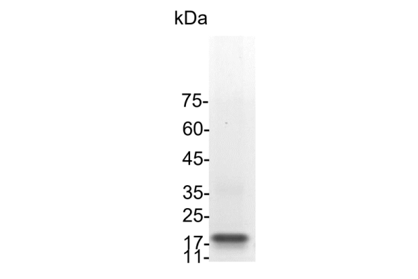 Croyez GMP(R) Flt-3 Ligand, Human