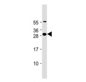 Anti-FAM125A (N-Terminal Region)