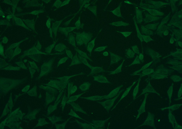 Anti-BID Monoclonal Antibody