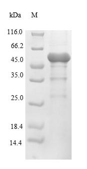 UDP-3-O-acyl-N-acetylglucosamine deacetylase (lpxC), Pseudomonas aeruginosa, recombinant