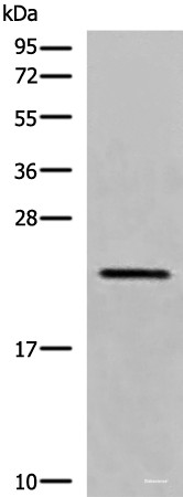 Anti-CREG1
