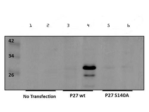 Anti-phospho-p27 kip1 (Ser140)