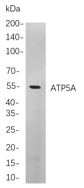 Anti-Recombinant ATP5A, clone 9B1