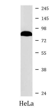 Anti-VPS35 / MEM3