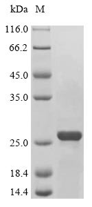 BCL2/adenovirus E1B 19 kDa protein-interacting protein 3 (Bnip3), partial, mouse, recombinant