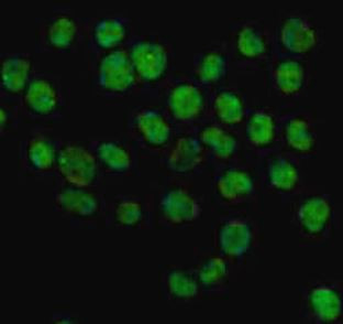Anti-hnRNP L