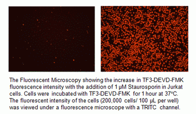 Cell Meter(TM) Live Cell Caspase 3/7 Binding Assay Kit *Red Fluorescence*