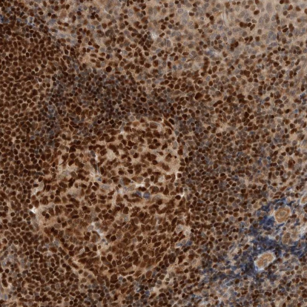 Anti-C8orf76