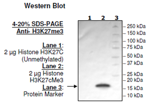 Histone H3 K27cMe3, Full Length