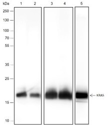 Anti-Recombinant KRAS, clone A282