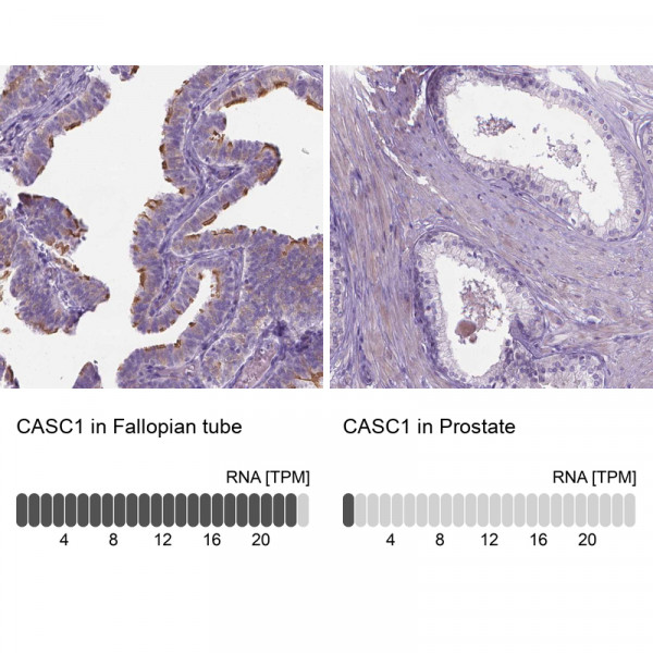 Anti-CASC1