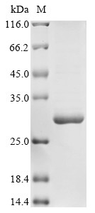 Interleukin-11 (Il11), rat, recombinant