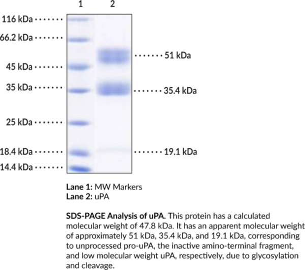 uPA (human, recombinant)