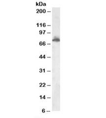 Anti-AKAP10