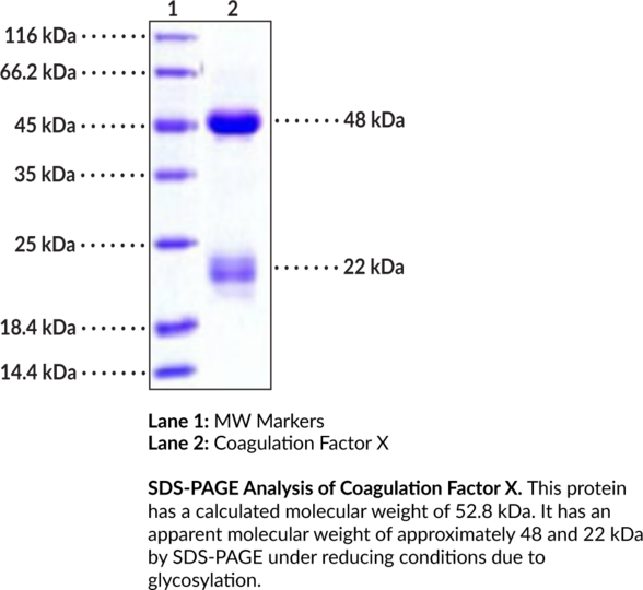 Coagulation Factor X (human, recombinant)
