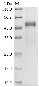 Neuronal acetylcholine receptor subunit alpha-10 (CHRNA10), partial, human, recombinant