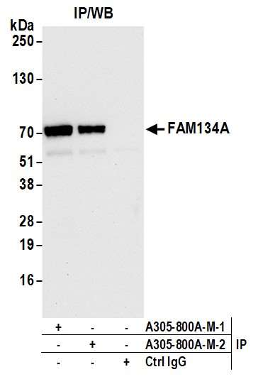 Anti-FAM134A