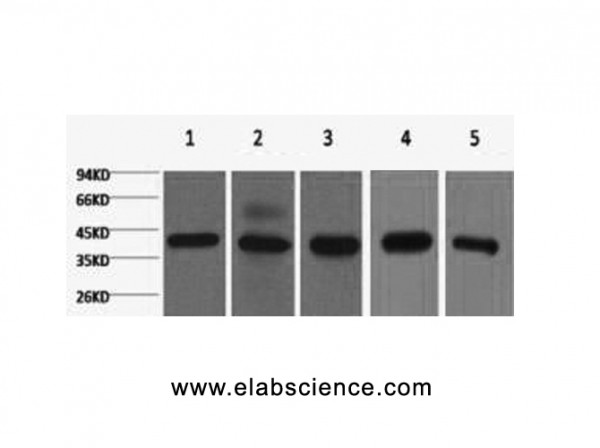 Anti-EIF4A1, clone 2B6