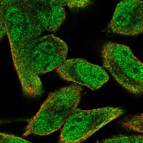Anti-PIK3AP1