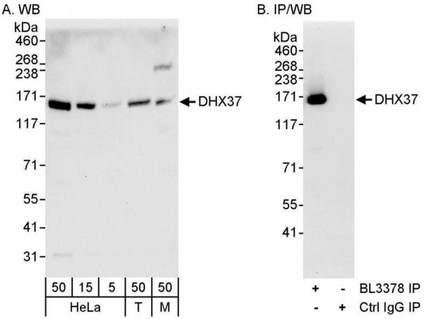 Anti-DHX37