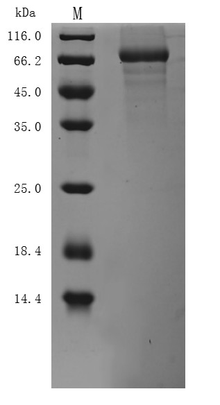 Desmoglein-3 (Dsg3), partial (Active), mouse, recombinant