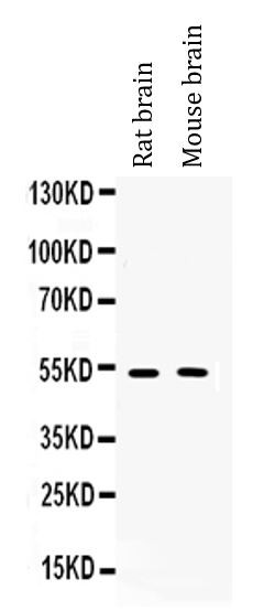 Anti-CHRM2 / M2 mAChR