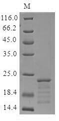 Myoglobin (Mb), mouse, recombinant