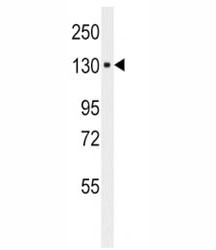 Anti-ITA6, clone 129CT49.6.5