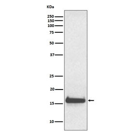 Anti-TTR / Transthyretin / Prealbumin, clone ABOD-20