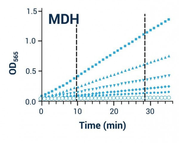 Malate Dehydrogenase Assay (Colorimetric)