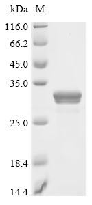 Basement membrane-specific heparan sulfate proteoglycan core protein (HSPG2), partial, recombinant h