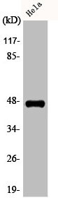 Anti-Phospho-CASP9 (T125)