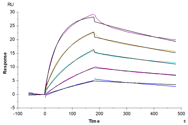 Biotinylated Human CCR2b Protein-VLP