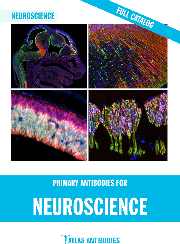 Atlas Antibodies in Neuroscience
