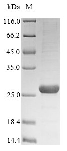 6 kDa early secretory antigenic target (esxA), Mycobacterium bovis, recombinant