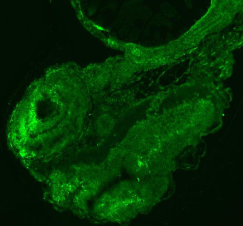 Anti-Zebrafish Sf3b3 / Splicing factor 3b subunit 3