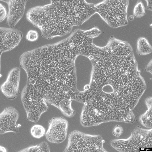 RT-4 Cells