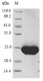 Ras-related protein Rab-10 (RAB10), partial, human, recombinant