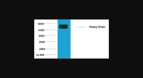 Anti-Rabbit IgG(Fc specific,Heavy Chain), monoclonal