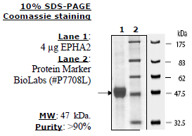EphA2, active human recombinant protein