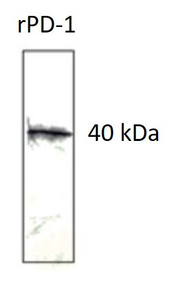 Anti-CD279 / PD-1, clone 7C9