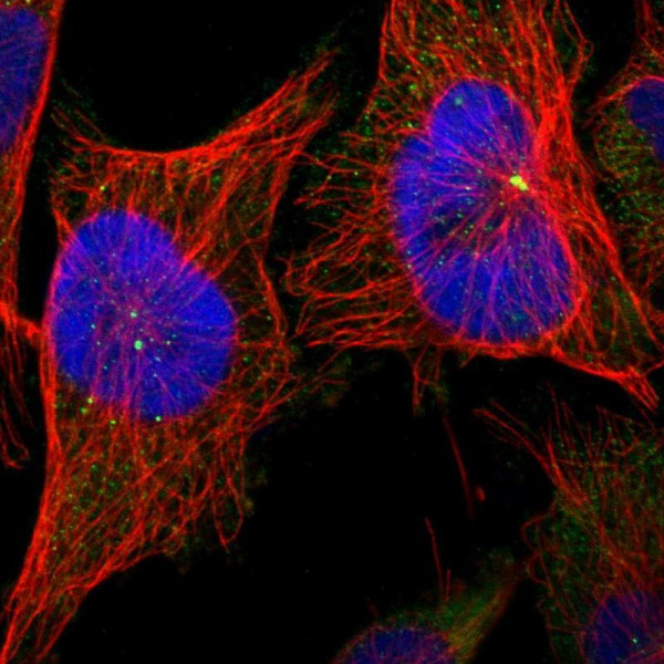 Anti-CNTROB