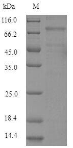 Lysyl oxidase homolog 4 (Loxl4), mouse, recombinant