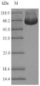 RuvB-like 2 (RUVBL2), human, recombinant